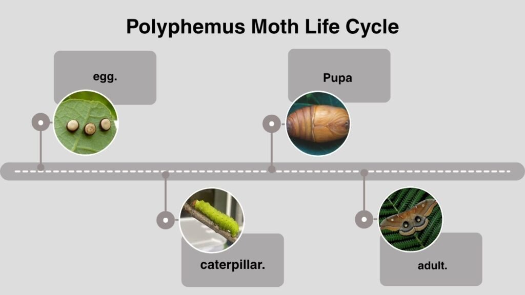 Polyphemus Moth Life Cycle