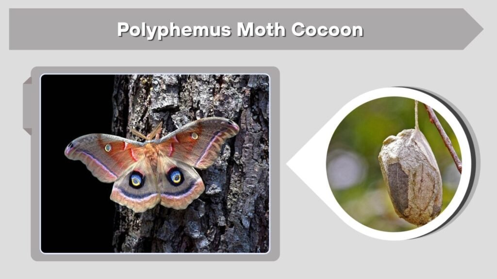 Polyphemus Moth Cocoon