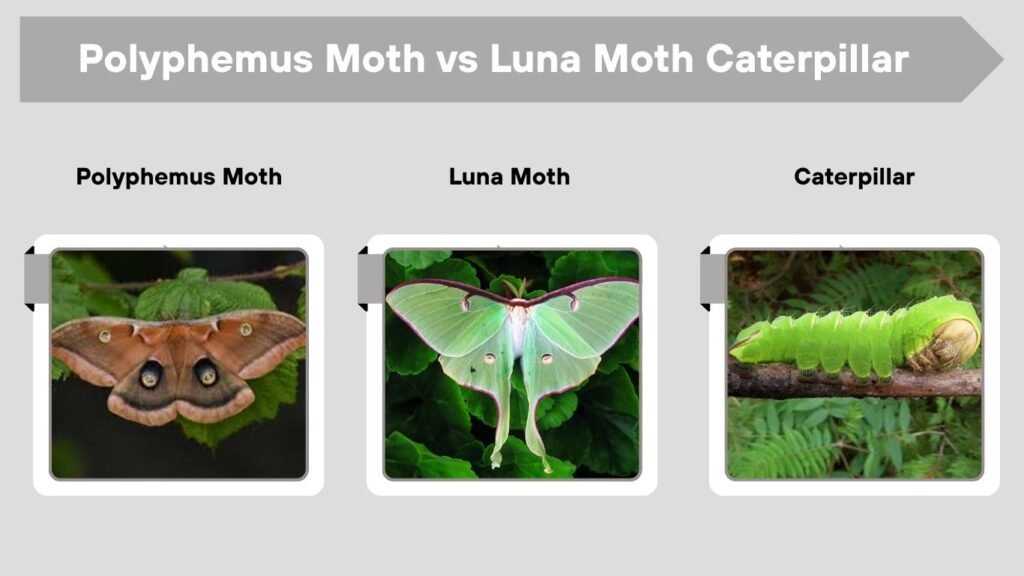 Polyphemus Moth vs Luna Moth Caterpillar