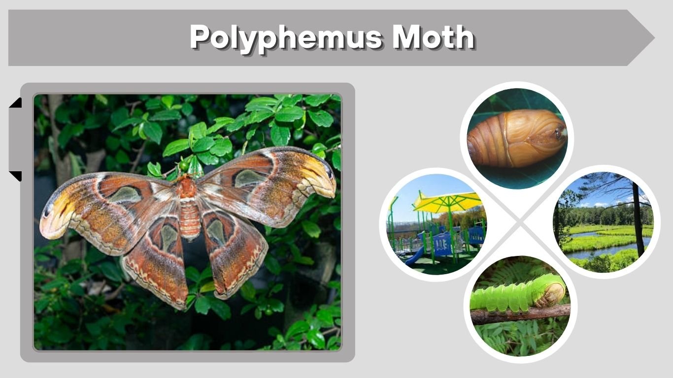 Polyphemus Moth: Diet, Habitat, Lifespan, Life Cycle Facts