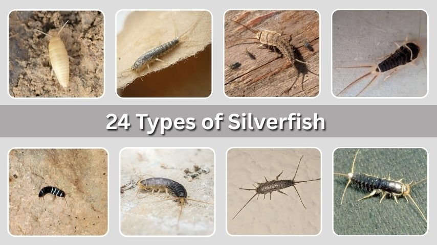 24 Types of Silverfish: Species, Habitat, ID with Pictures