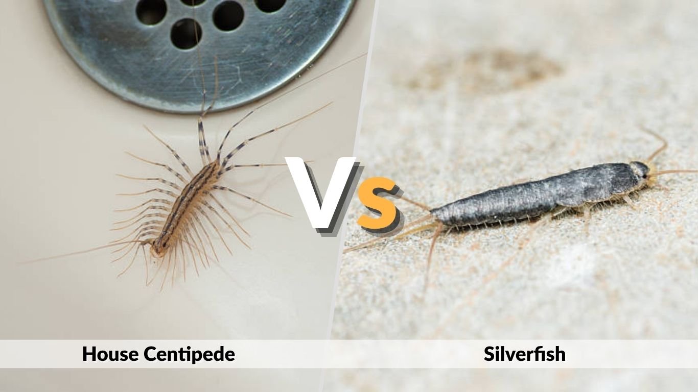 House Centipede vs Silverfish: Differences, Dangers, and Control