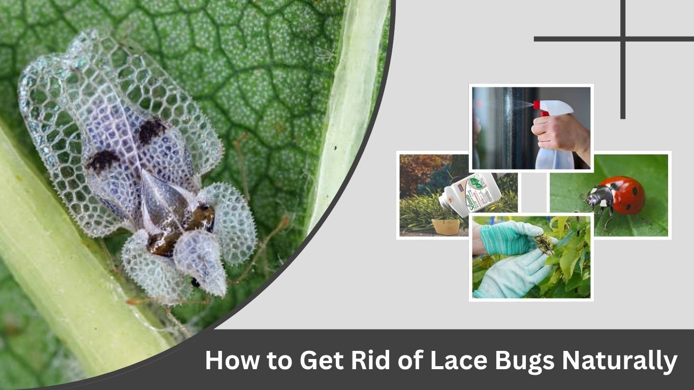 How to Get Rid of Lace Bugs Naturally: 7 Easy Methods
