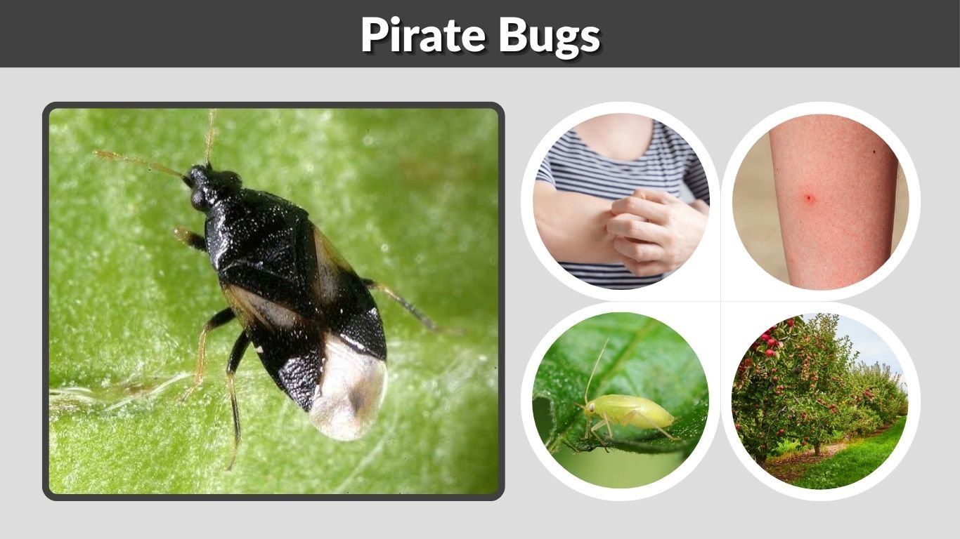 Pirate Bugs: Bite, Size, Habitat, Control, and Facts