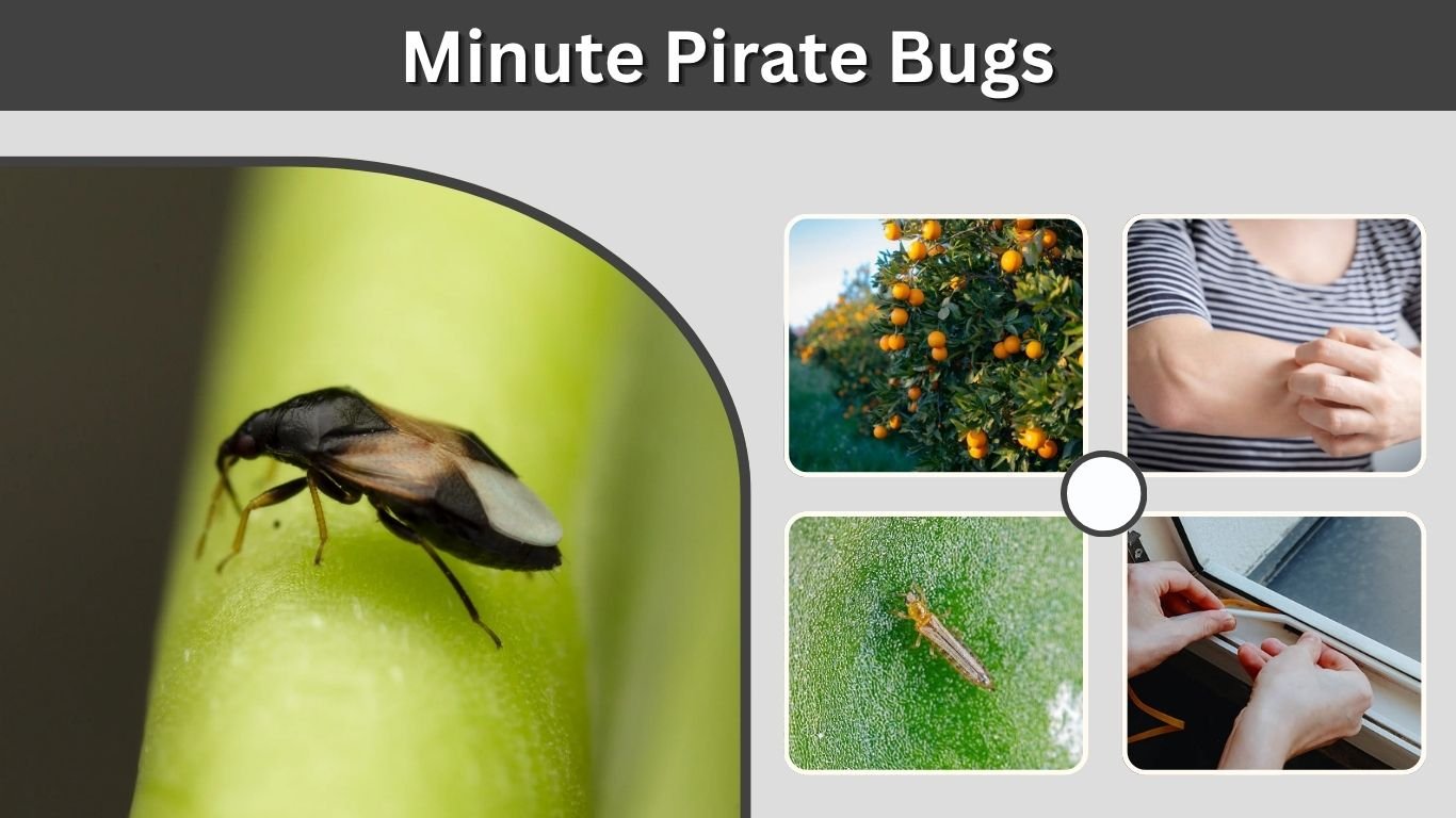 Minute Pirate Bugs: Bite, Size, Habitat, and Control