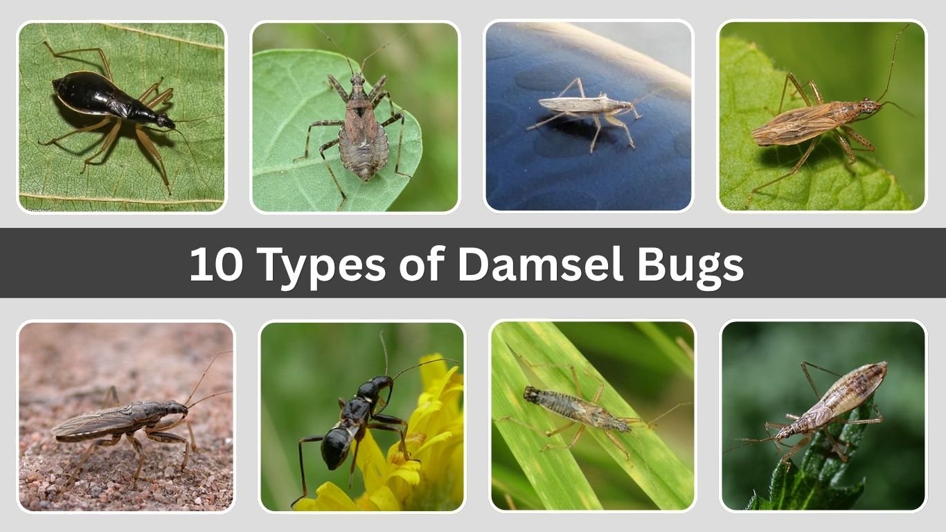 10 Types of Damsel Bugs: Identification, Habitat with Pictures