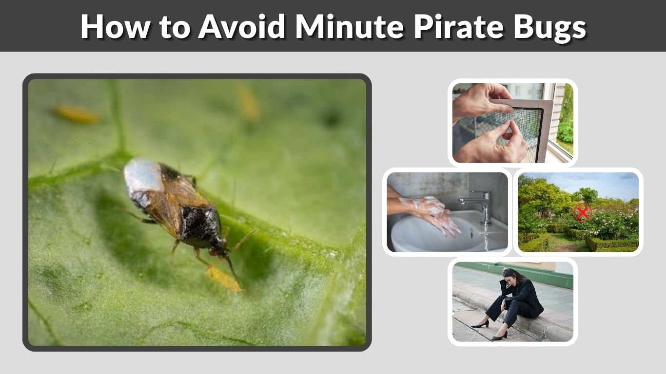 How to Avoid Minute Pirate Bugs: They’re Tiny but Pack a Painful Bite