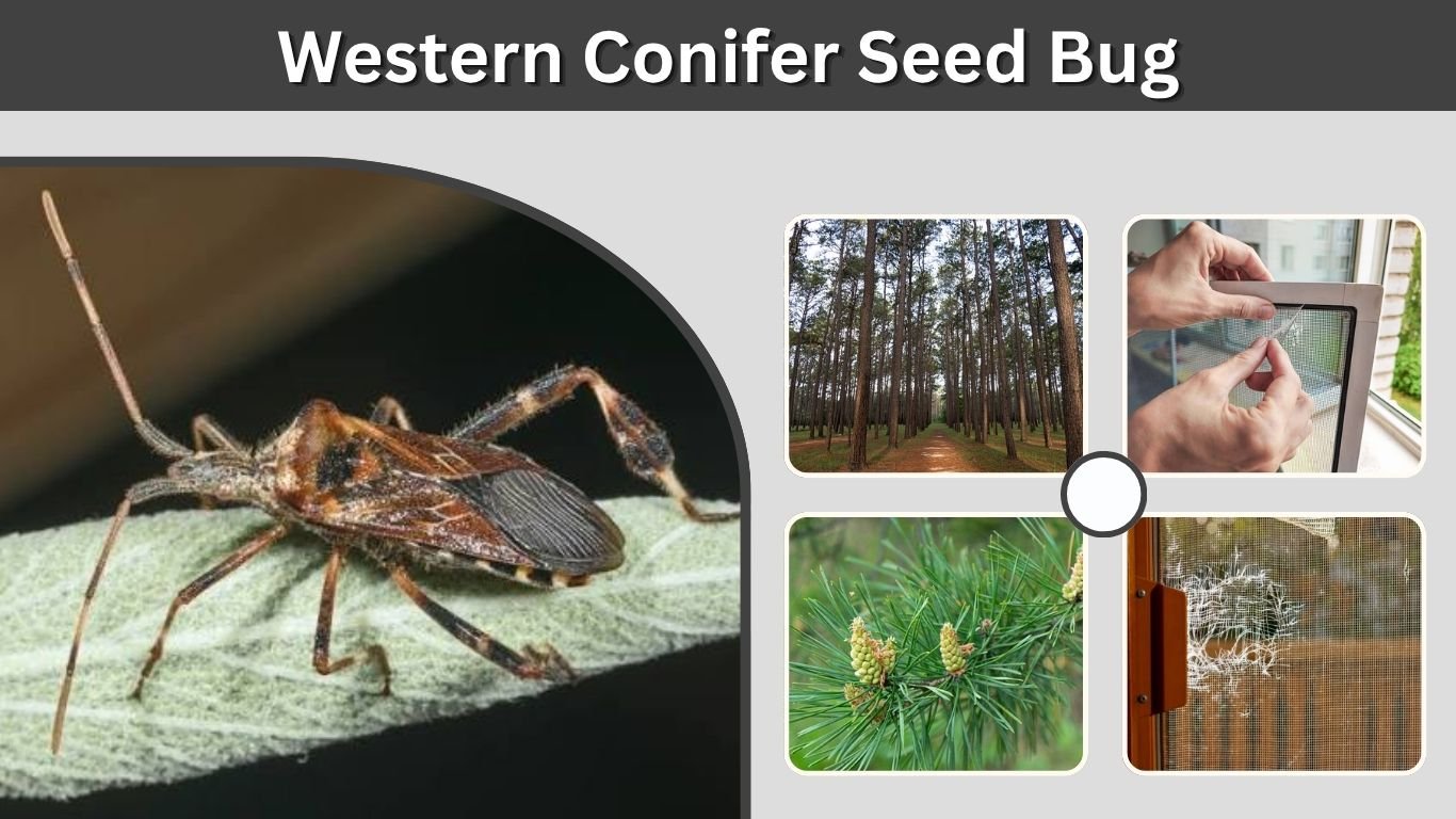 Western Conifer Seed Bug: Identification, Bite, and Control