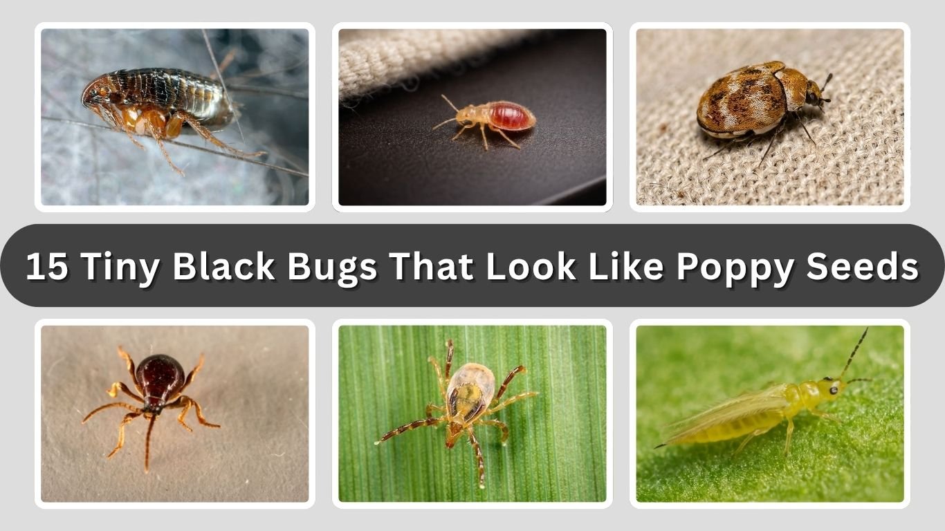 15 Tiny Black Bugs That Look Like Poppy Seeds