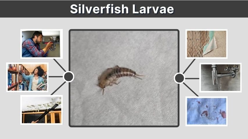 Silverfish Larvae: What Baby Silverfish Look Like & Control