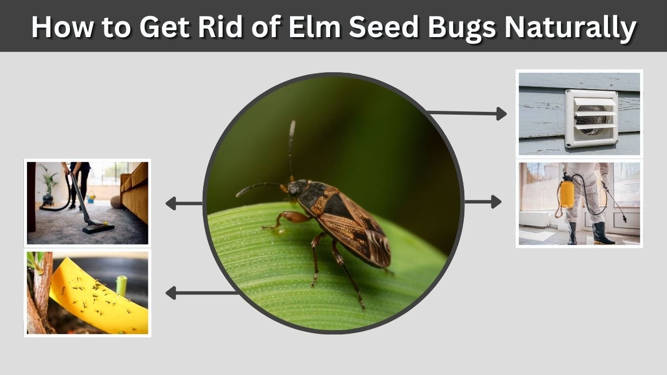 How to Get Rid of Elm Seed Bugs Naturally and Quickly