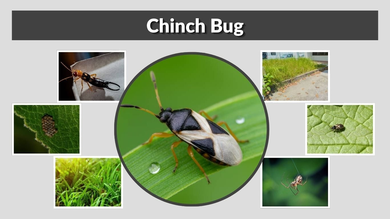 Chinch Bug: Size, Color, Habitat, Diet, and Facts