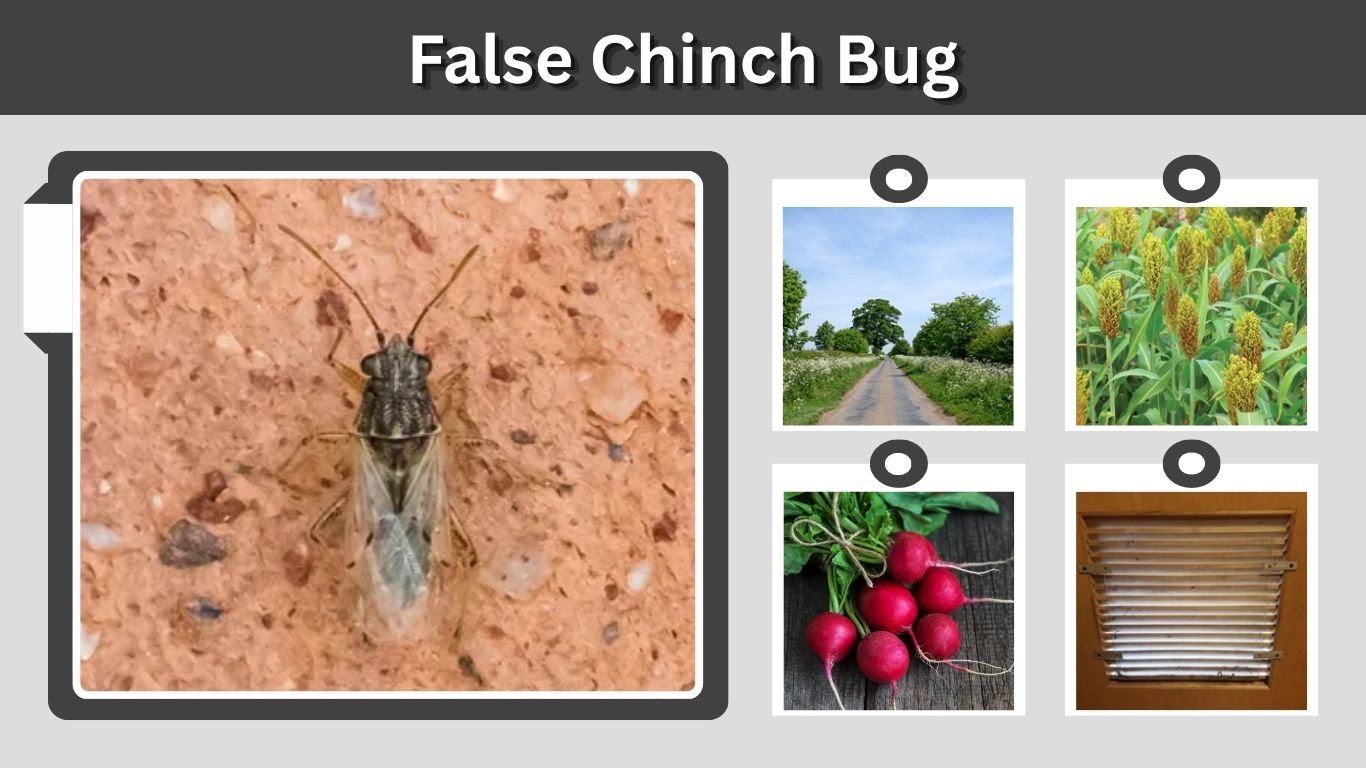 False Chinch Bug: Identification, Damage, and Control
