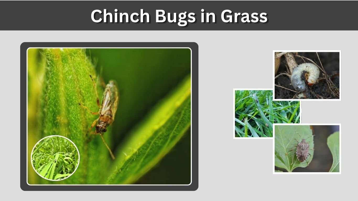 Chinch Bugs in Grass: Signs, Treatment, and Prevention