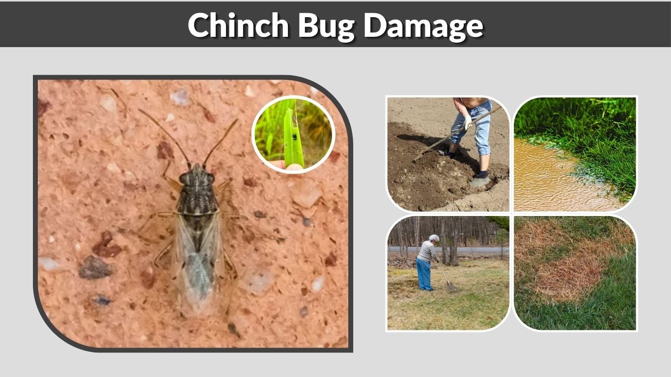 Chinch Bug Damage: Signs, Treatment, and Lawn Repair