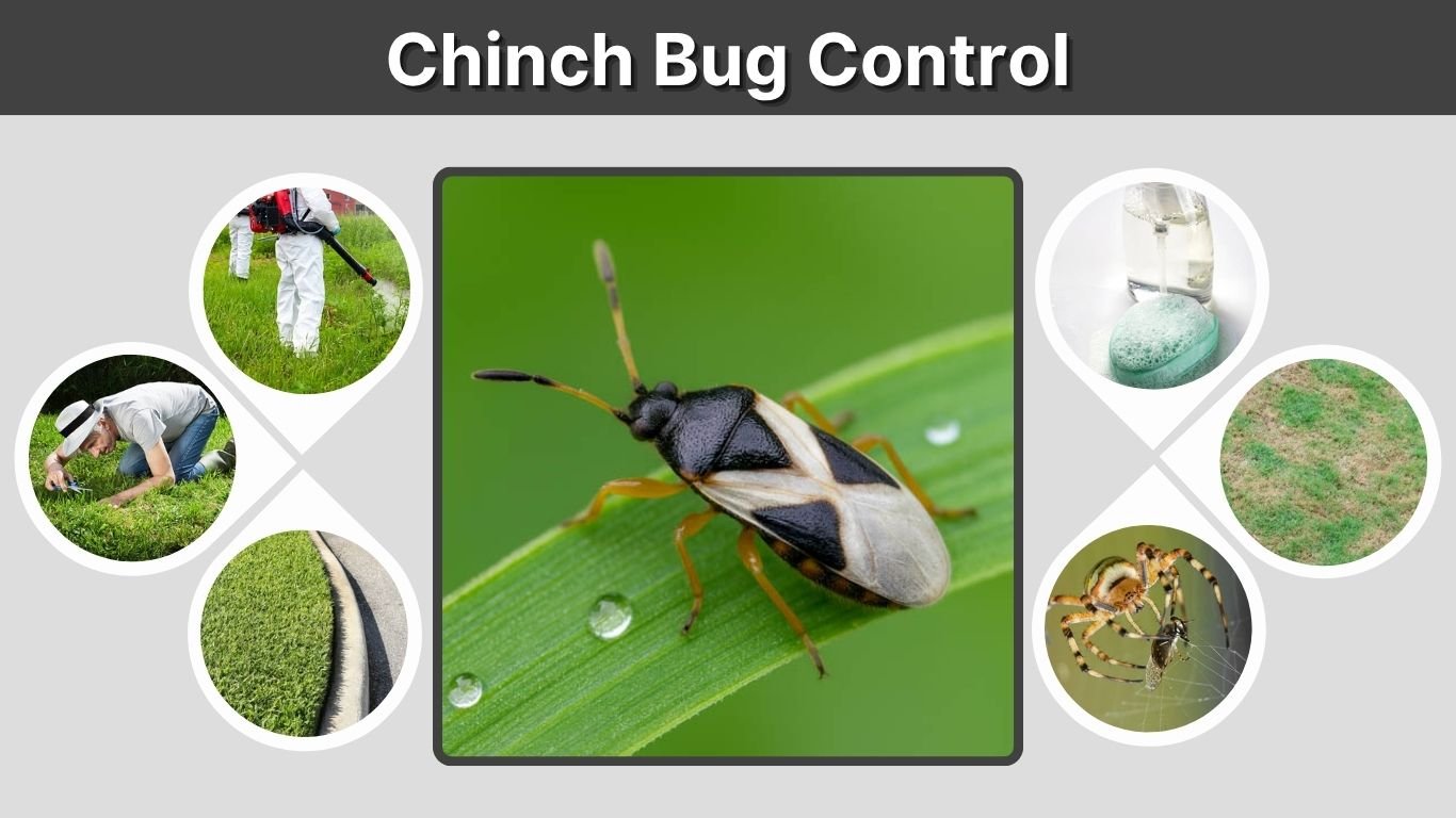 Chinch Bug Control: How to Protect and Restore Your Lawn