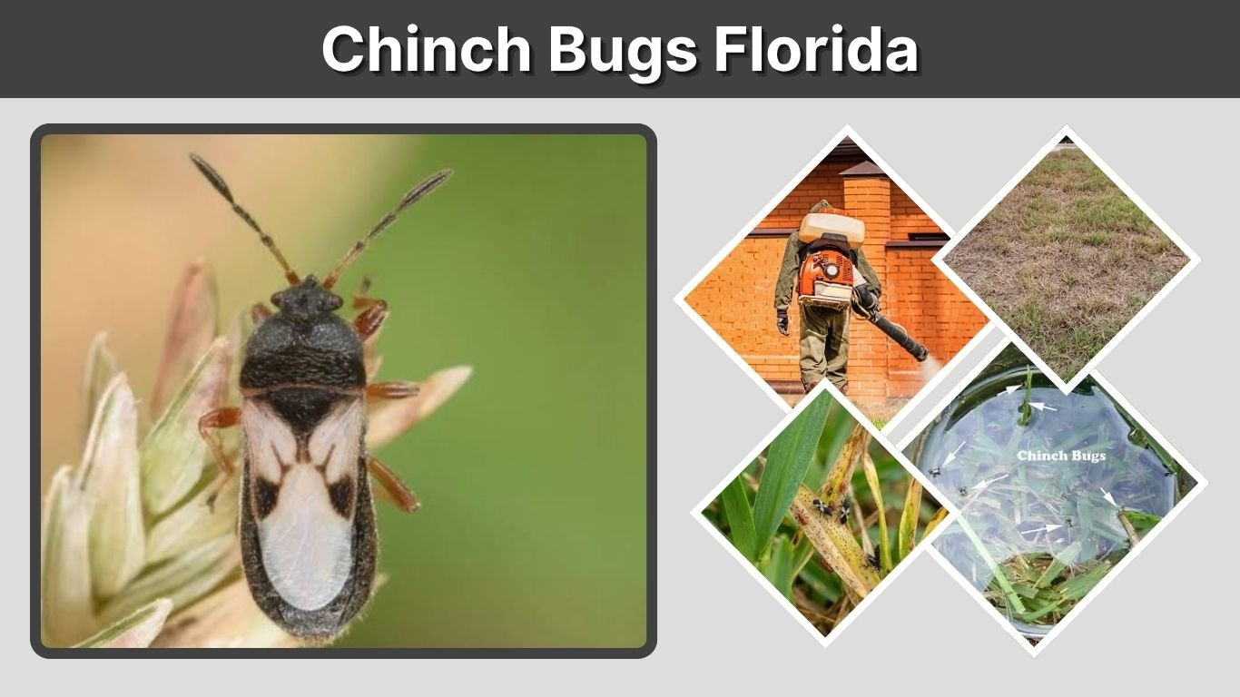 Chinch Bugs Florida: Damage, Season, and Treatment