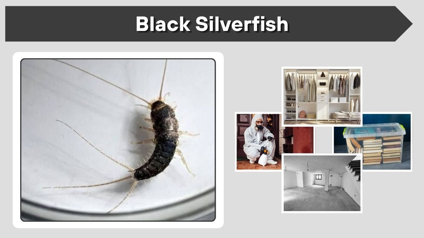 Black Silverfish: Identification and Control Guide