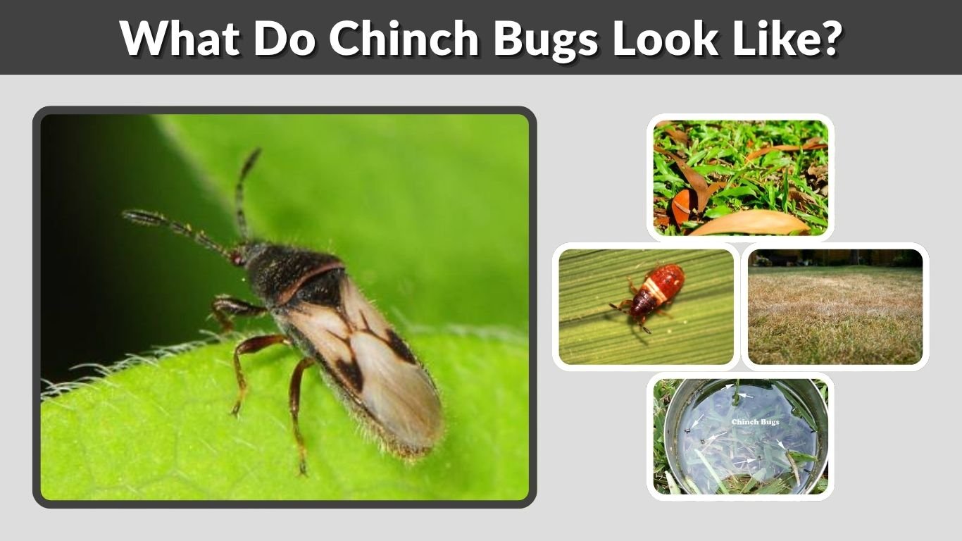 What Do Chinch Bugs Look Like? Identification Guide