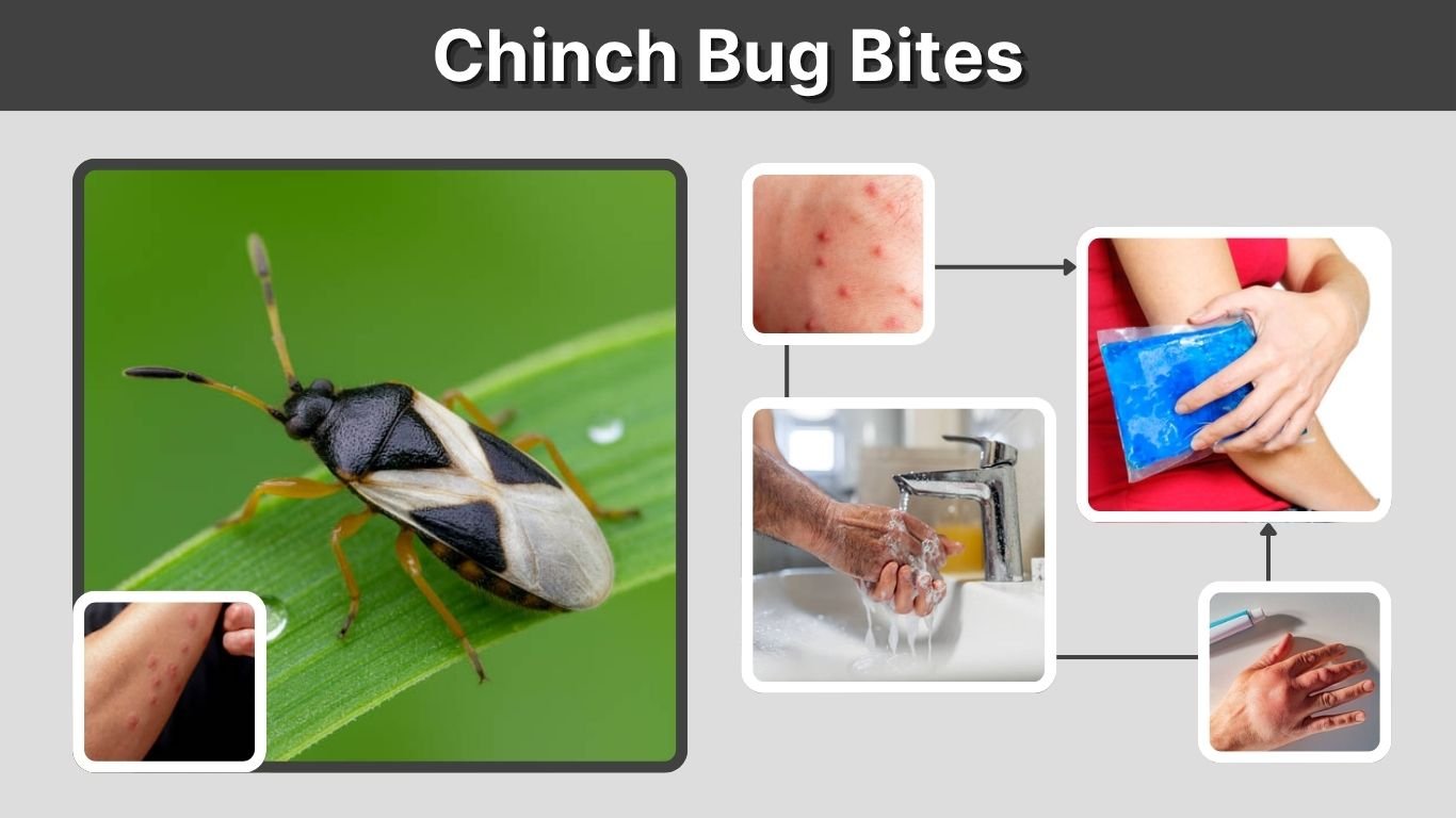 Chinch Bug Bites: Do Chinch Bugs Bite Humans or Pets?