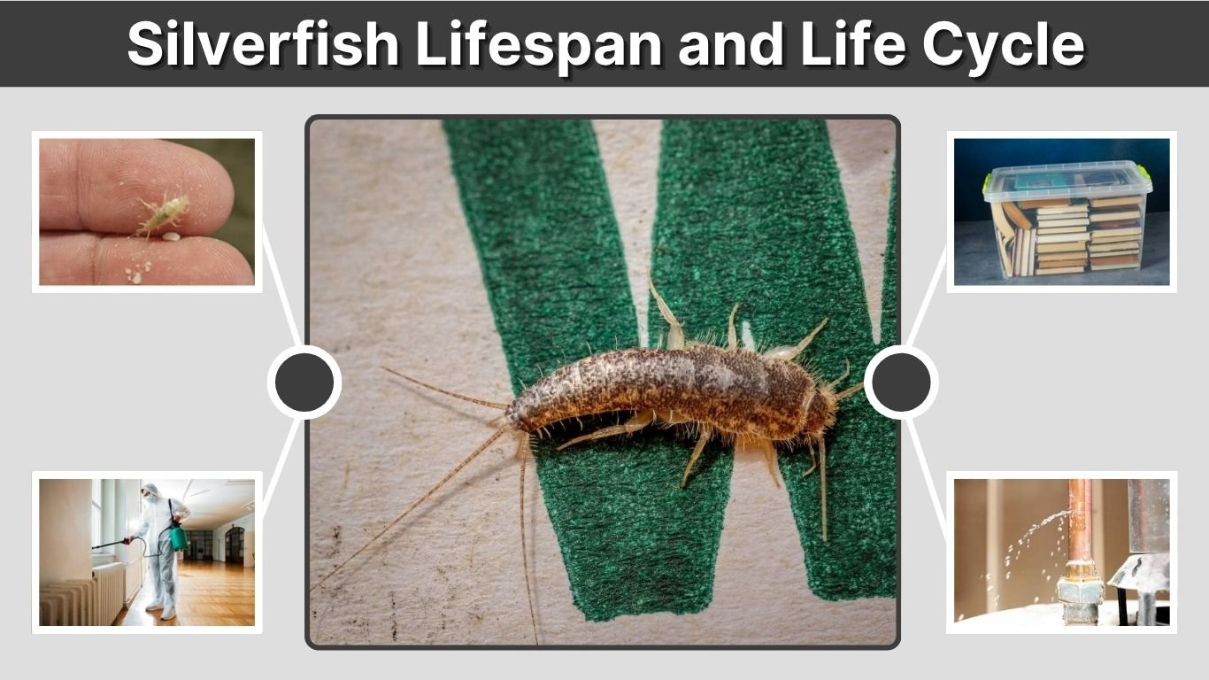 Silverfish Lifespan and Life Cycle: Complete Guide