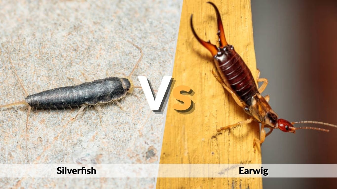 Silverfish vs Earwig: Key Differences, Bites, and Control