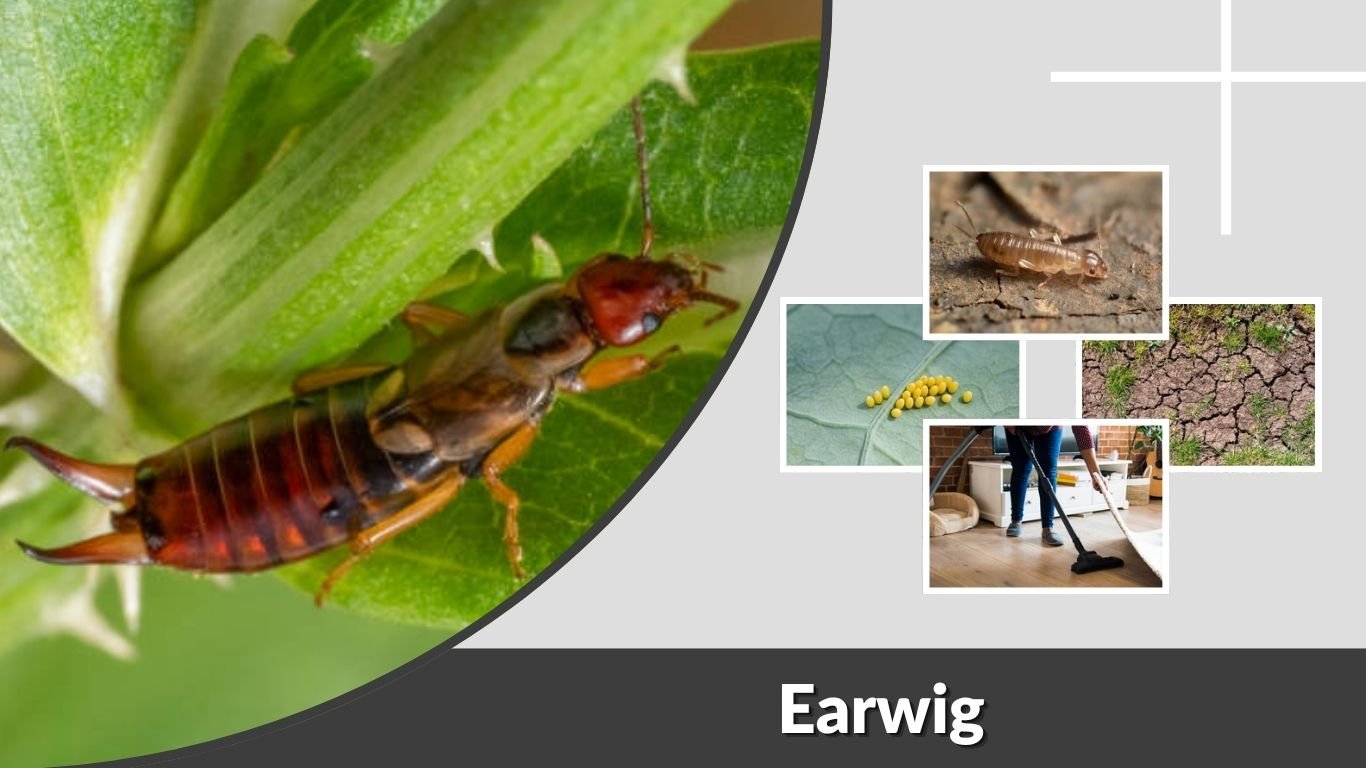 Earwig: Types, Size, Habitat, Diet, & Life Cycle