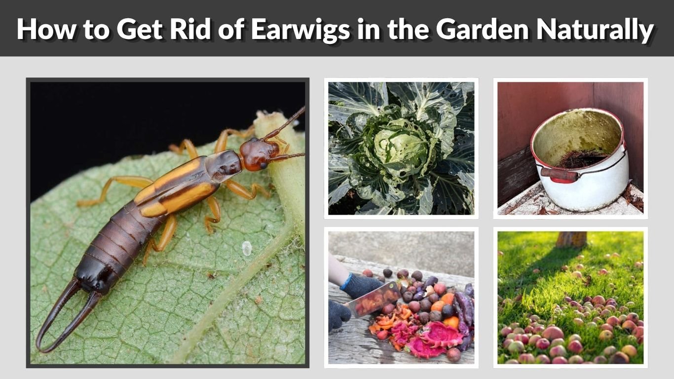 How to Get Rid of Earwigs in the Garden Naturally