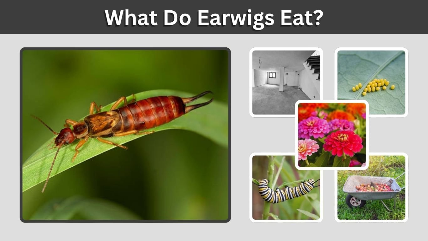 What Do Earwigs Eat? 12 Common Foods They Like
