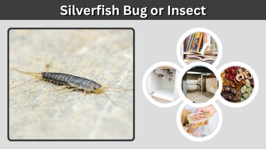 Silverfish Bug or Insect: Identification, Habitat, and Control