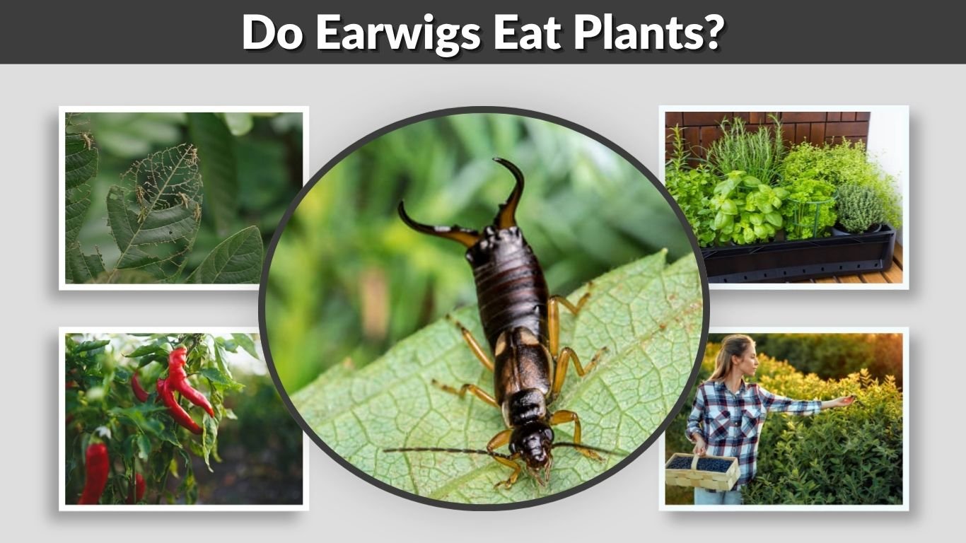 Do Earwigs Eat Plants? Garden Damage and Control Tips