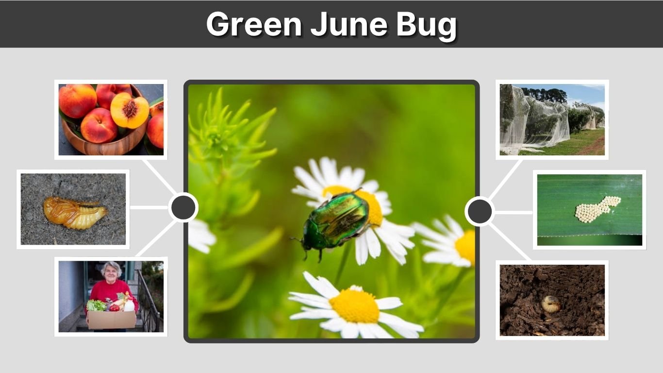 Green June Bug: Identification, Diet, Larvae, and Control