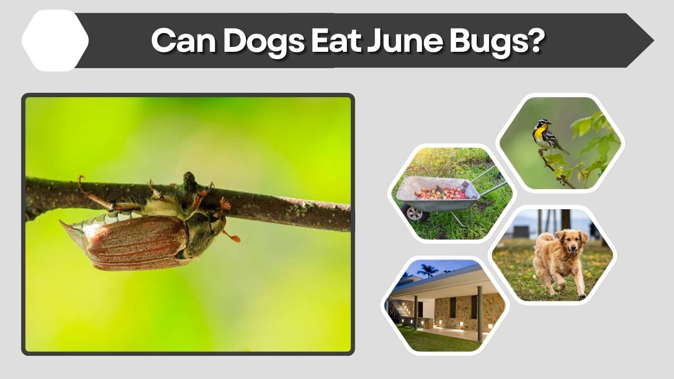 Can Dogs Eat June Bugs? Safety, Risks, and What to Do