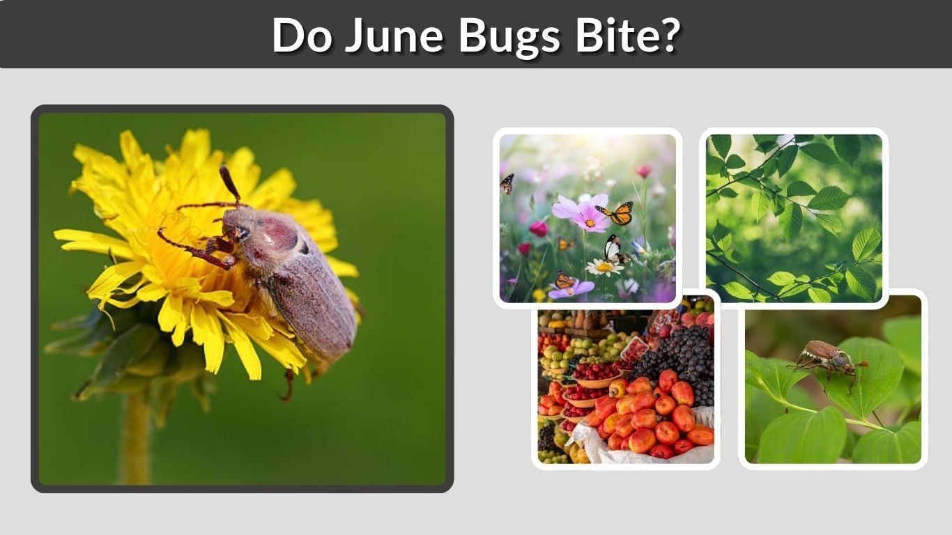 Do June Bugs Bite? Are They Dangerous to Humans or Pets?
