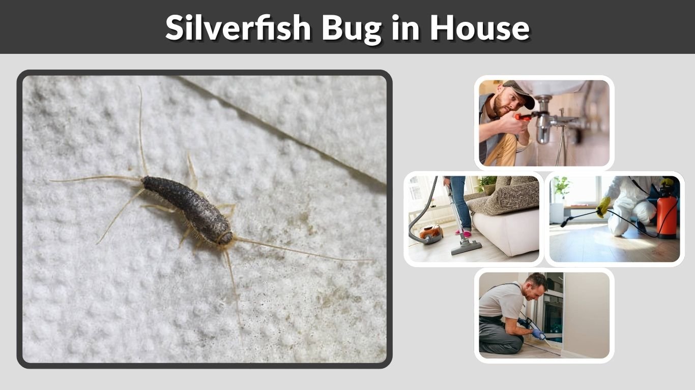Silverfish Bug in House: What Should You Do?