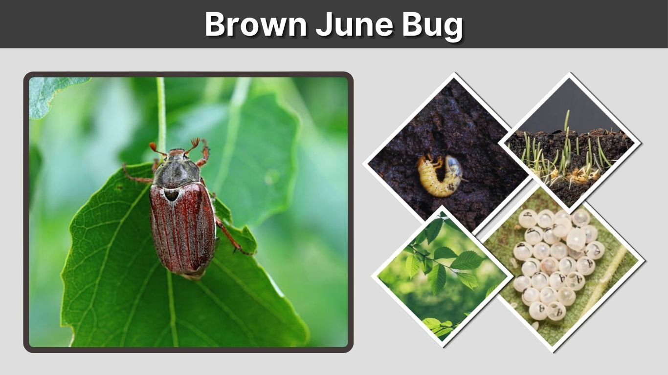 Brown June Bug: Identification, Bites, Life Cycle & Control