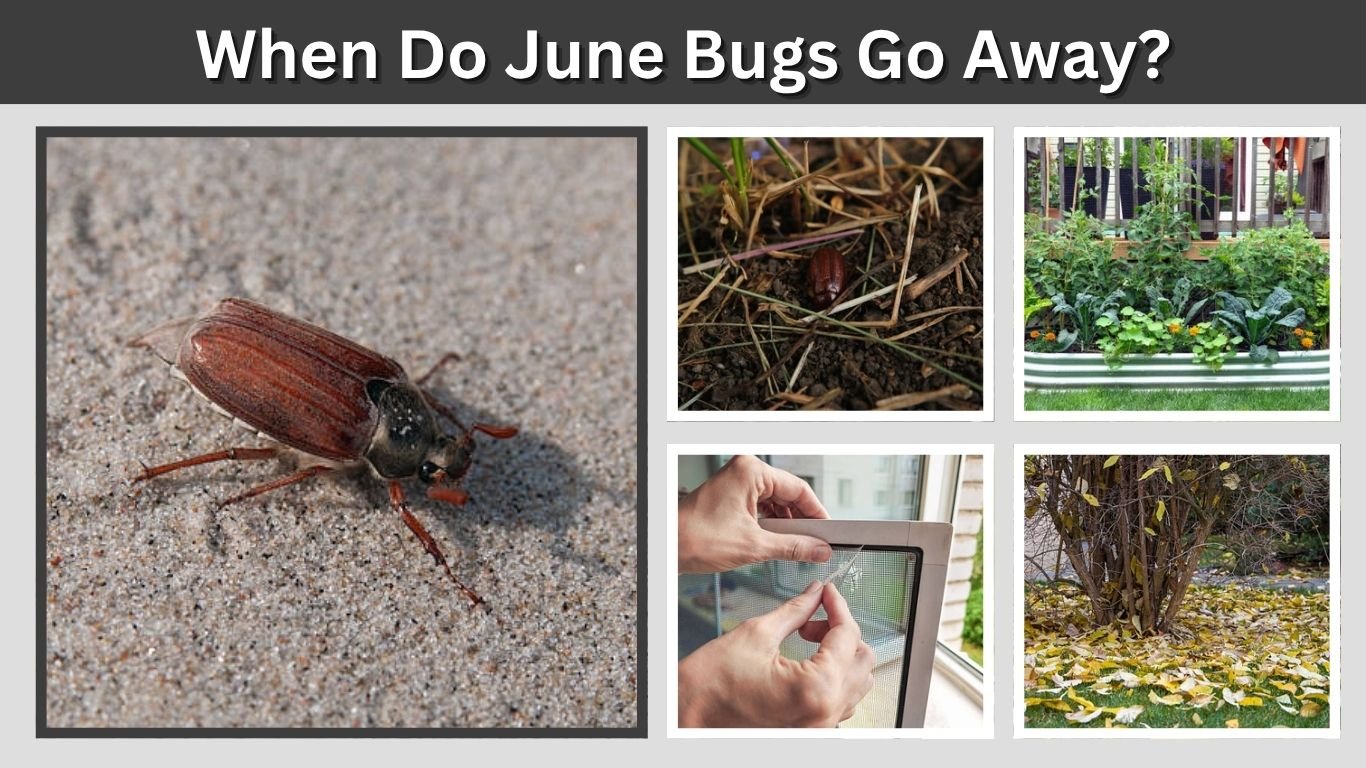 When Do June Bugs Go Away? Season, Daytime Hiding & Winter Habits