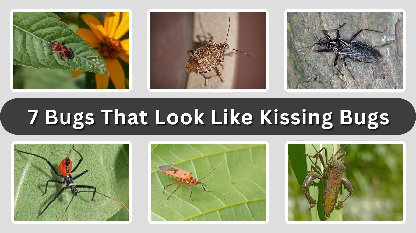 7 Bugs That Look Like Kissing Bugs: Identification with Pictures