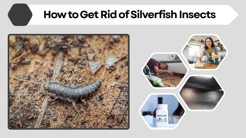 How to Get Rid of Silverfish Insects: Step-by-Step Guide
