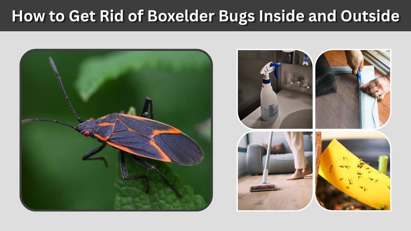 How to Get Rid of Boxelder Bugs Inside and Outside