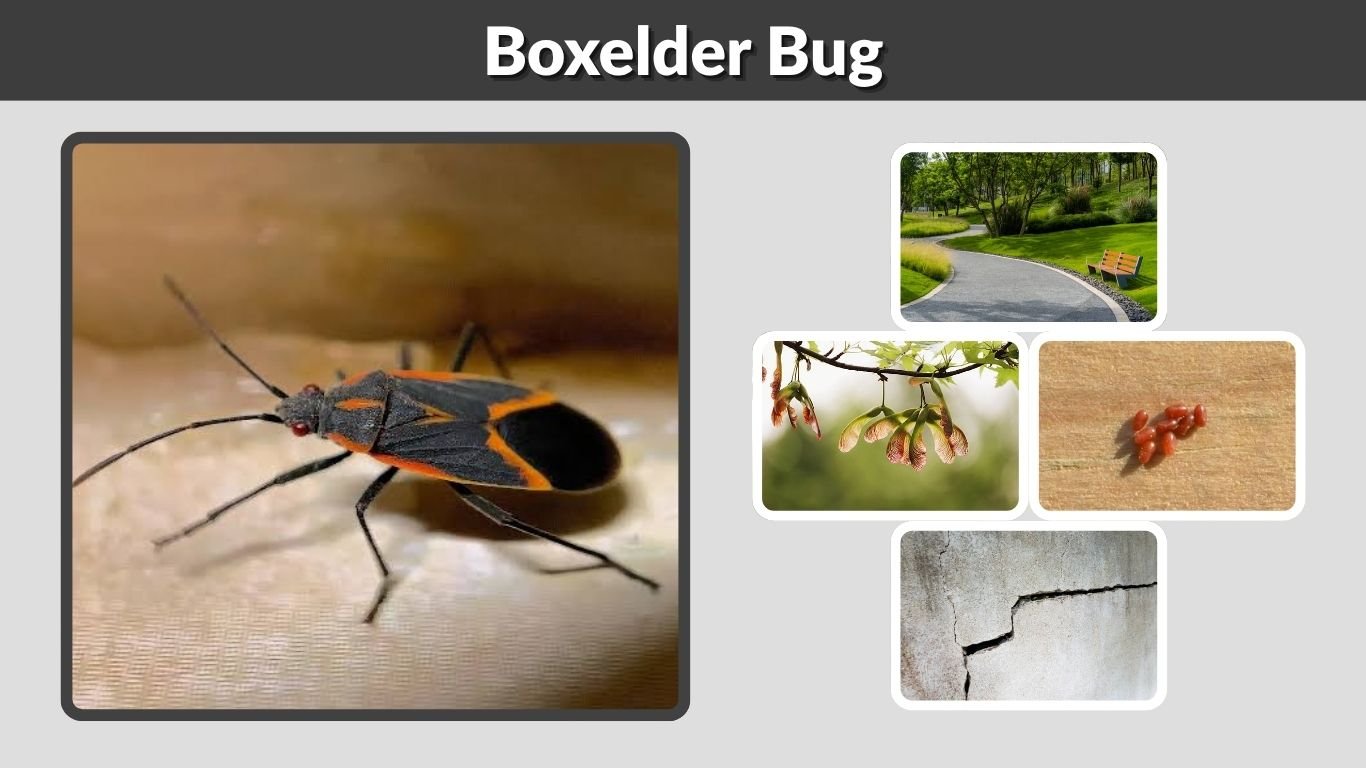 Boxelder Bug: Size, Color, Habitat, Diet and Life Cycle