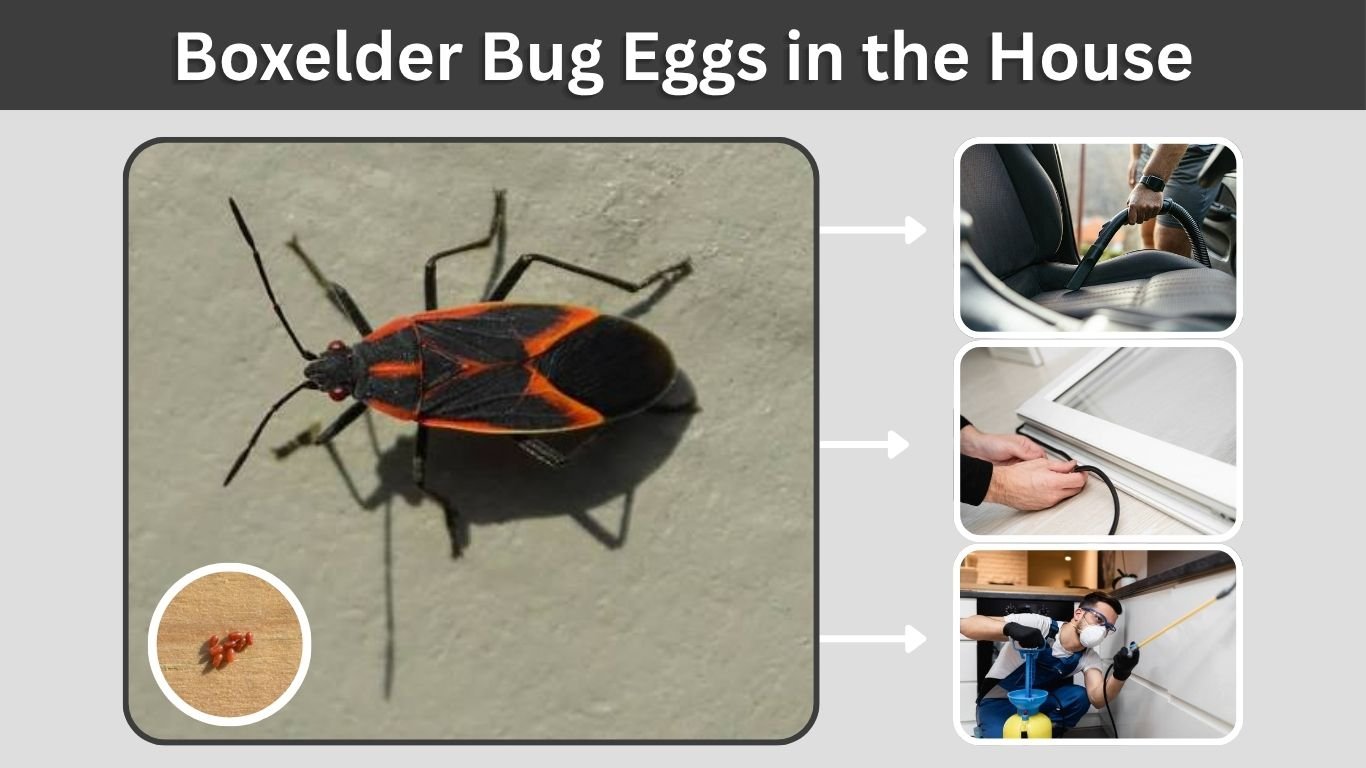 Boxelder Bug Eggs in the House: What Should You Do?