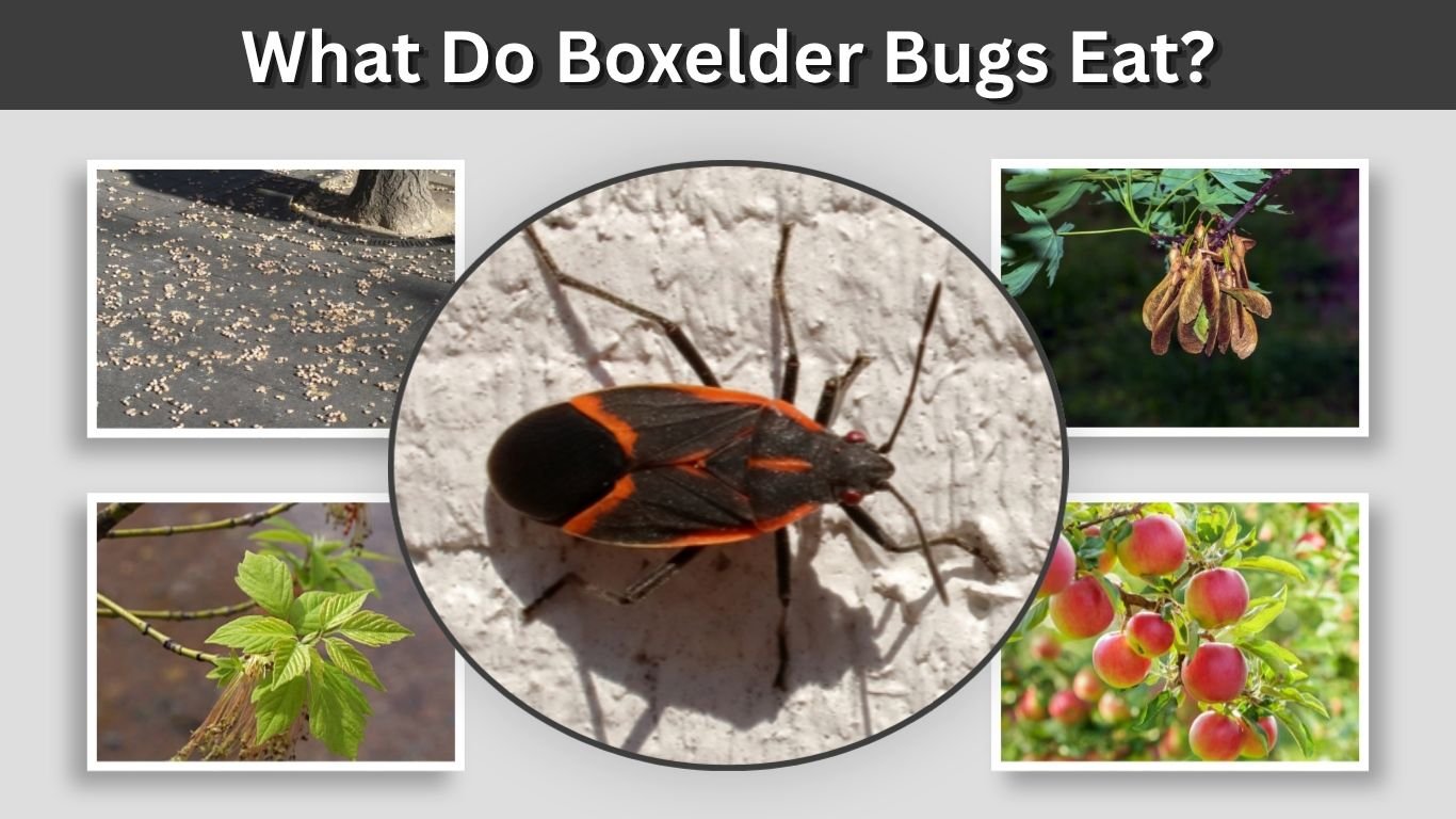 What Do Boxelder Bugs Eat? 10 Foods They Commonly Eat