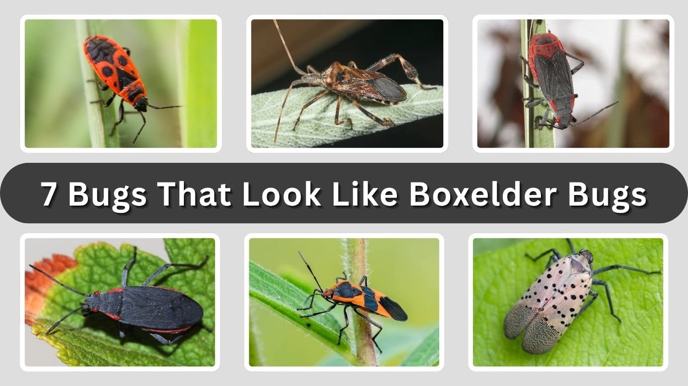 7 Bugs That Look Like Boxelder Bugs: Identification with Pictures
