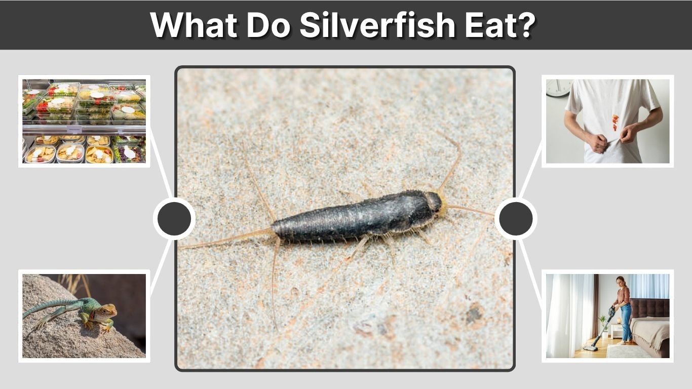 What Do Silverfish Eat? Clothes, Paper, Books, and More