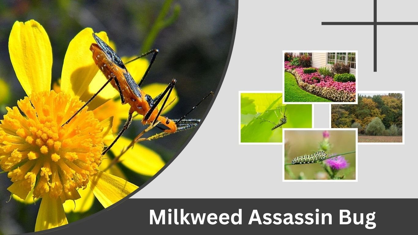 Milkweed Assassin Bug: Identification, Bite, Diet and Facts