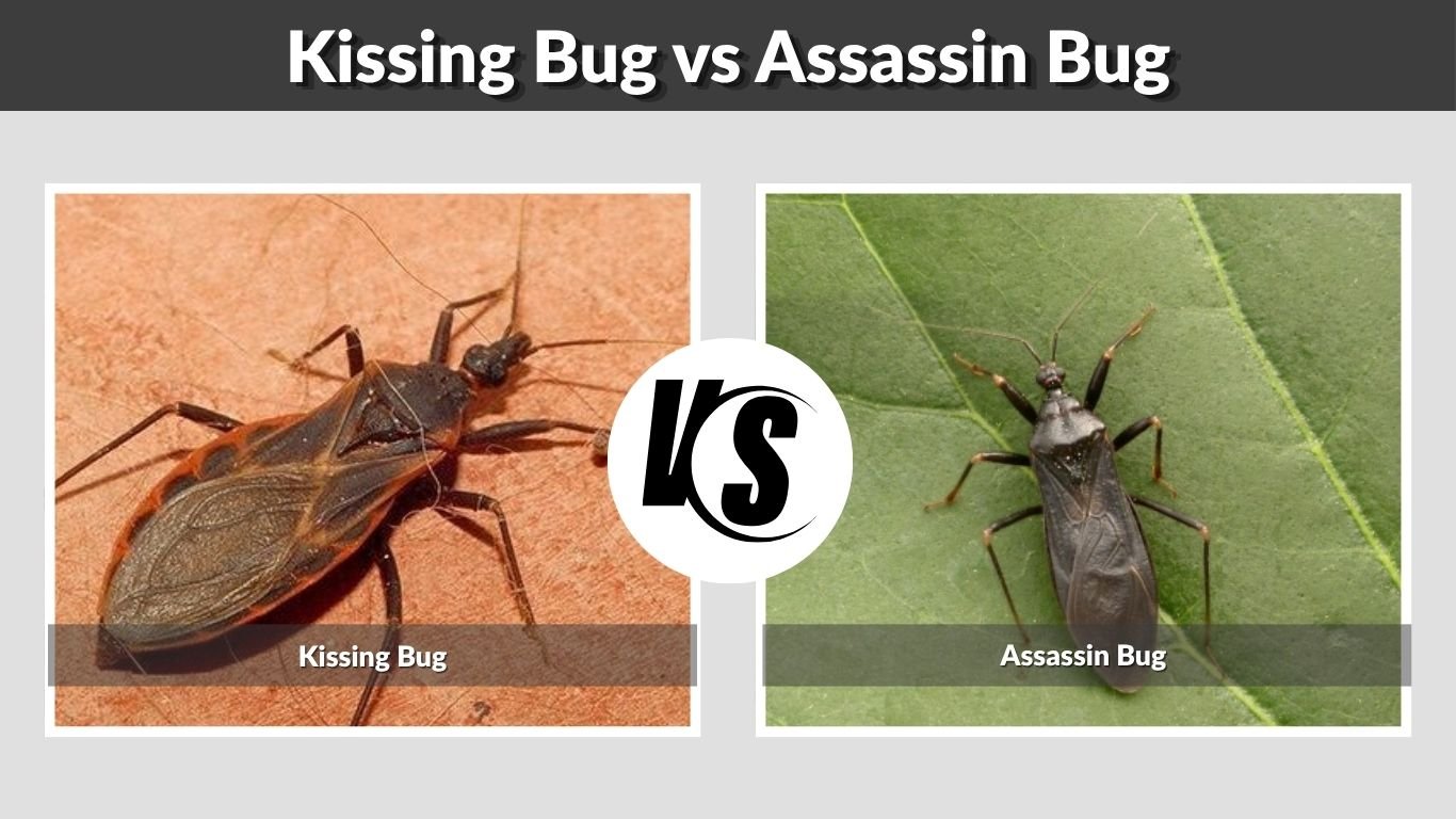 Kissing Bug vs Assassin Bug: Differences, Bites and Identification