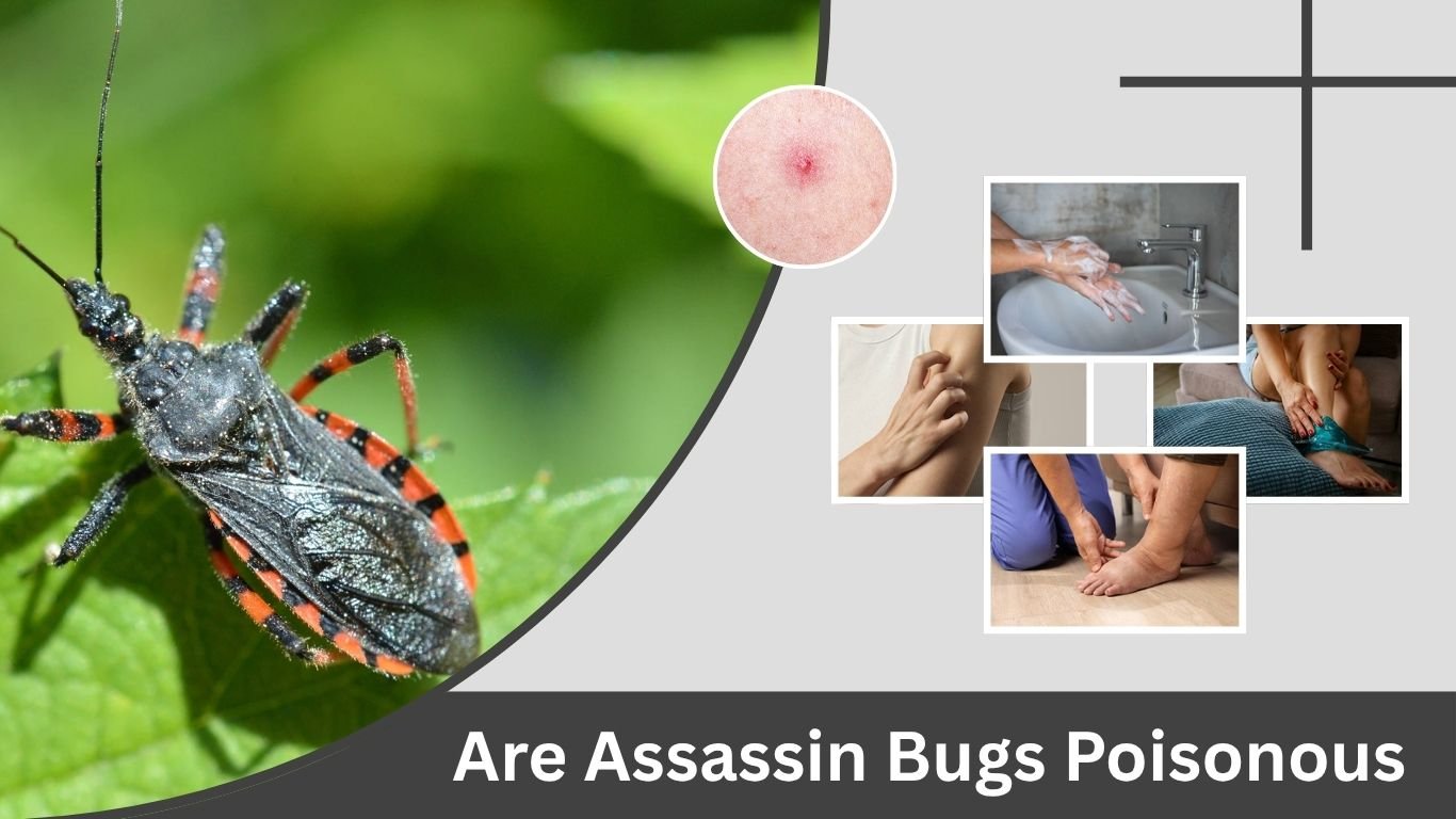 Are Assassin Bugs Poisonous? Bite Risks and Safety