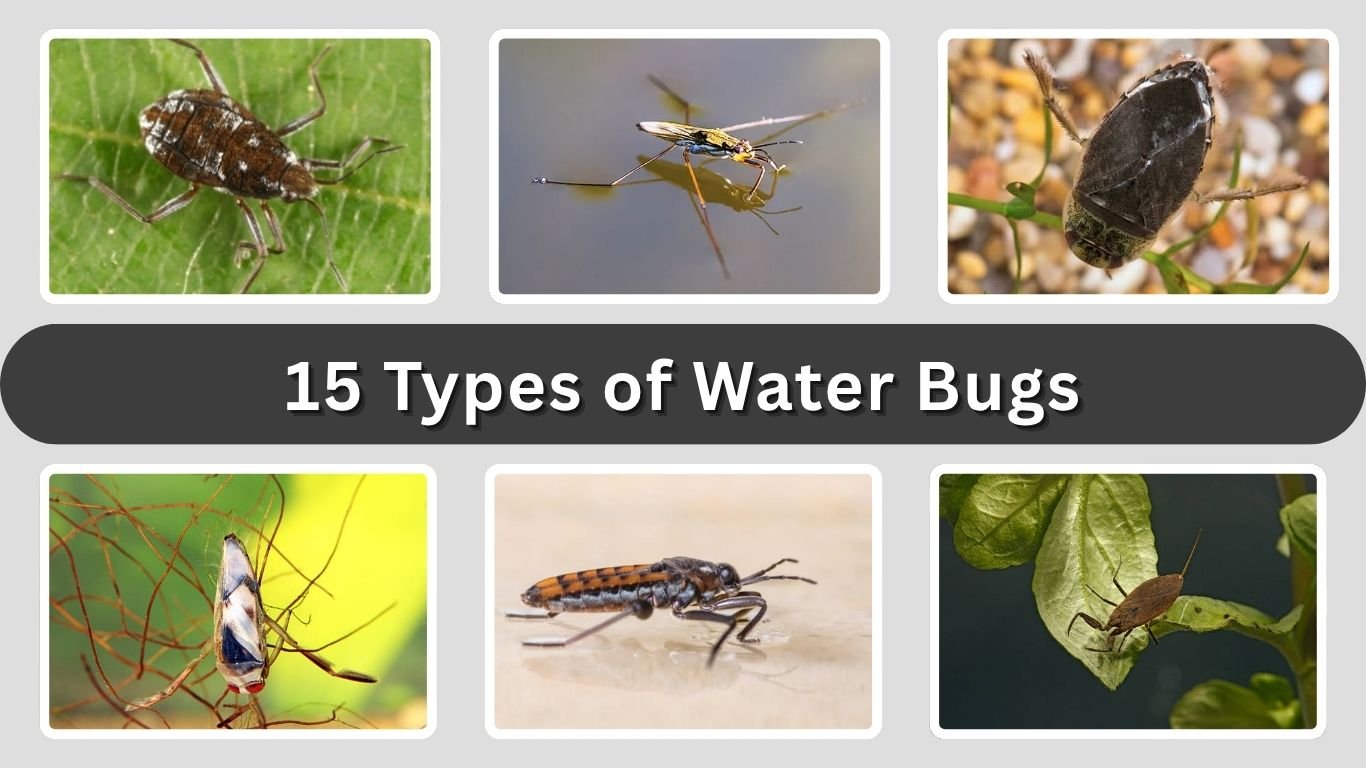 15 Types of Water Bugs: Identification, Habitat and Pictures 
