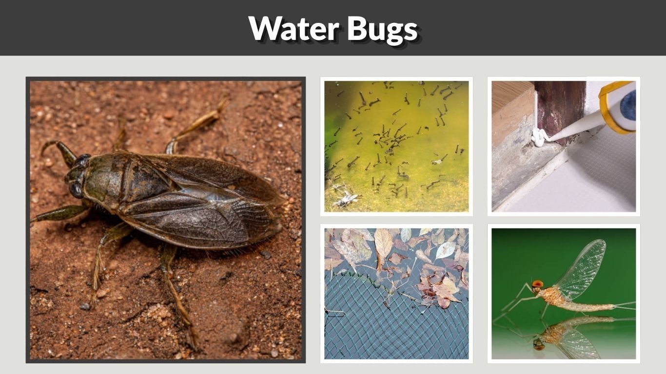 Water Bugs: Identification, Bites, Types and Control